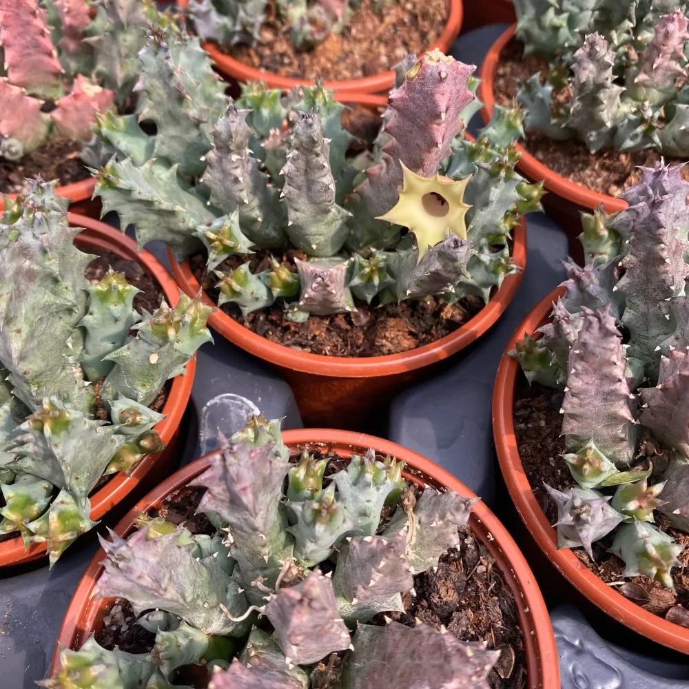 Huernia primulina