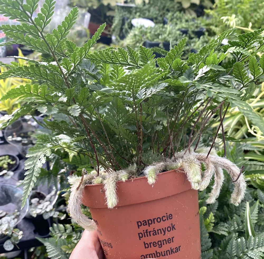 Humata tyermanii (Rabbit Foot Fern) - o feriga tropicala inedita