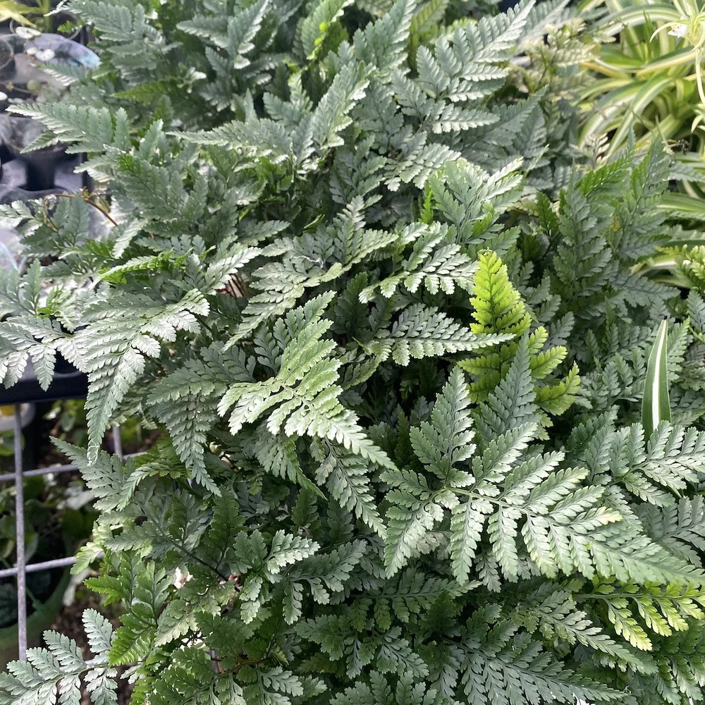 Humata tyermanii (Rabbit Foot Fern) - o feriga tropicala inedita