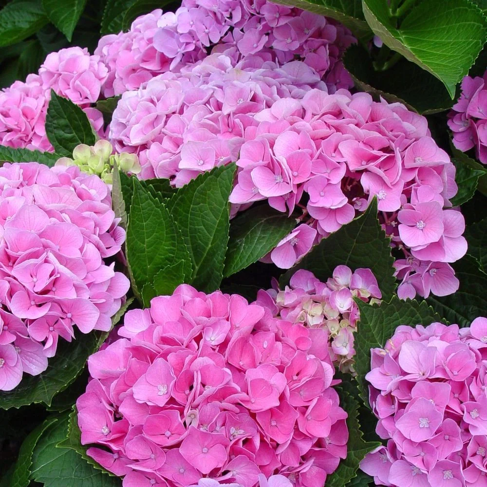 Hydrangea macrophylla 'Big Pink' (hortensie de gradina - exemplare mari!)