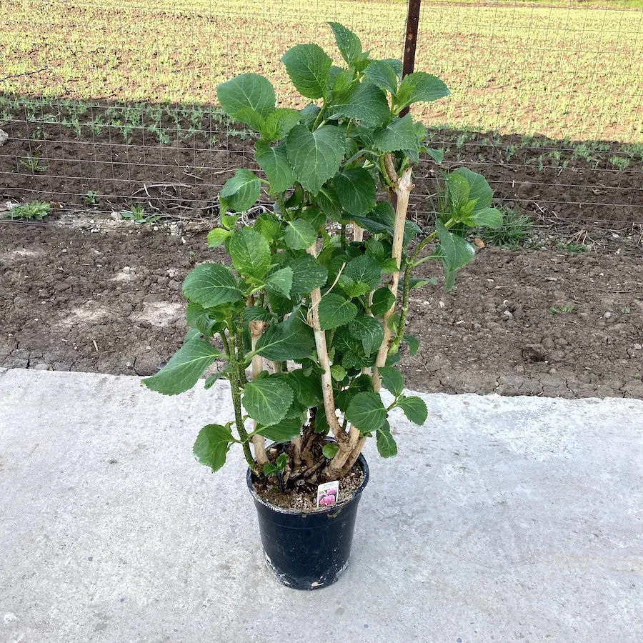 Hydrangea macrophylla 'Big Pink' (hortensie de gradina - exemplare mari!)