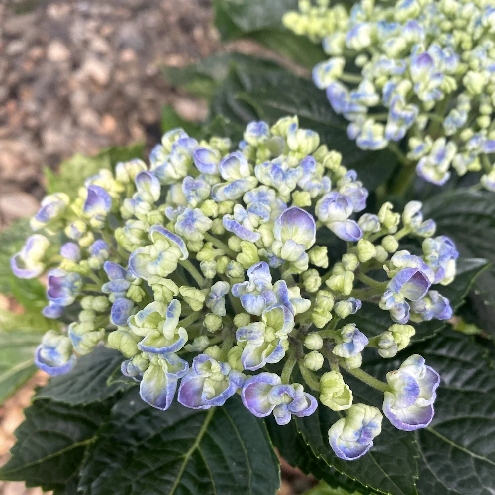 Hydrangea macrophylla Curly Wurly albastre
