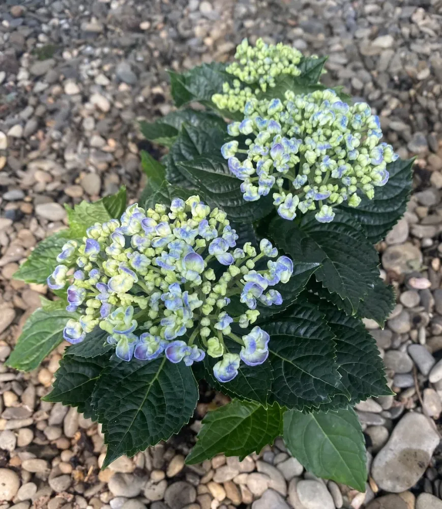 Hydrangea macrophylla Curly Wurly albastre