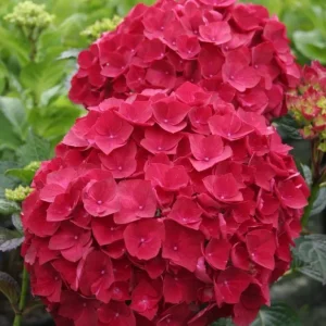 Hydrangea macrophylla 'Hot Red'