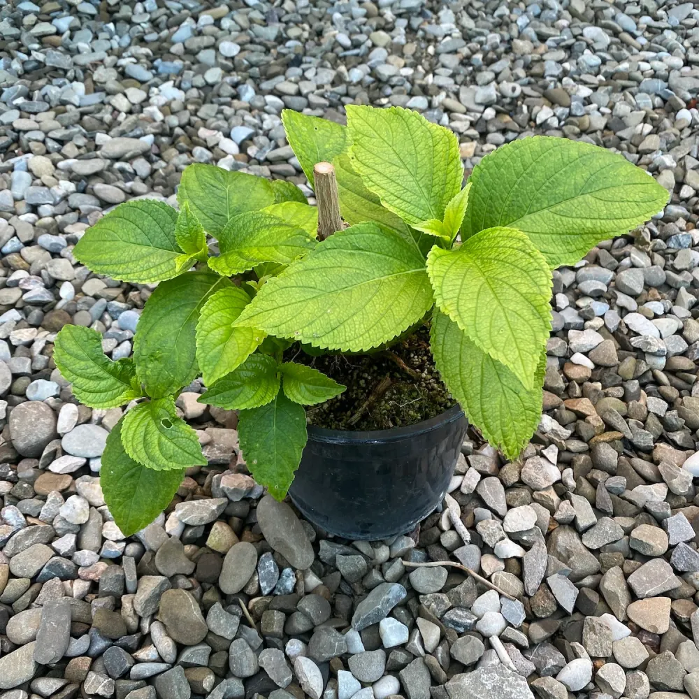 Hydrangea macrophylla 'Schneeball' (hortensie de gradina)