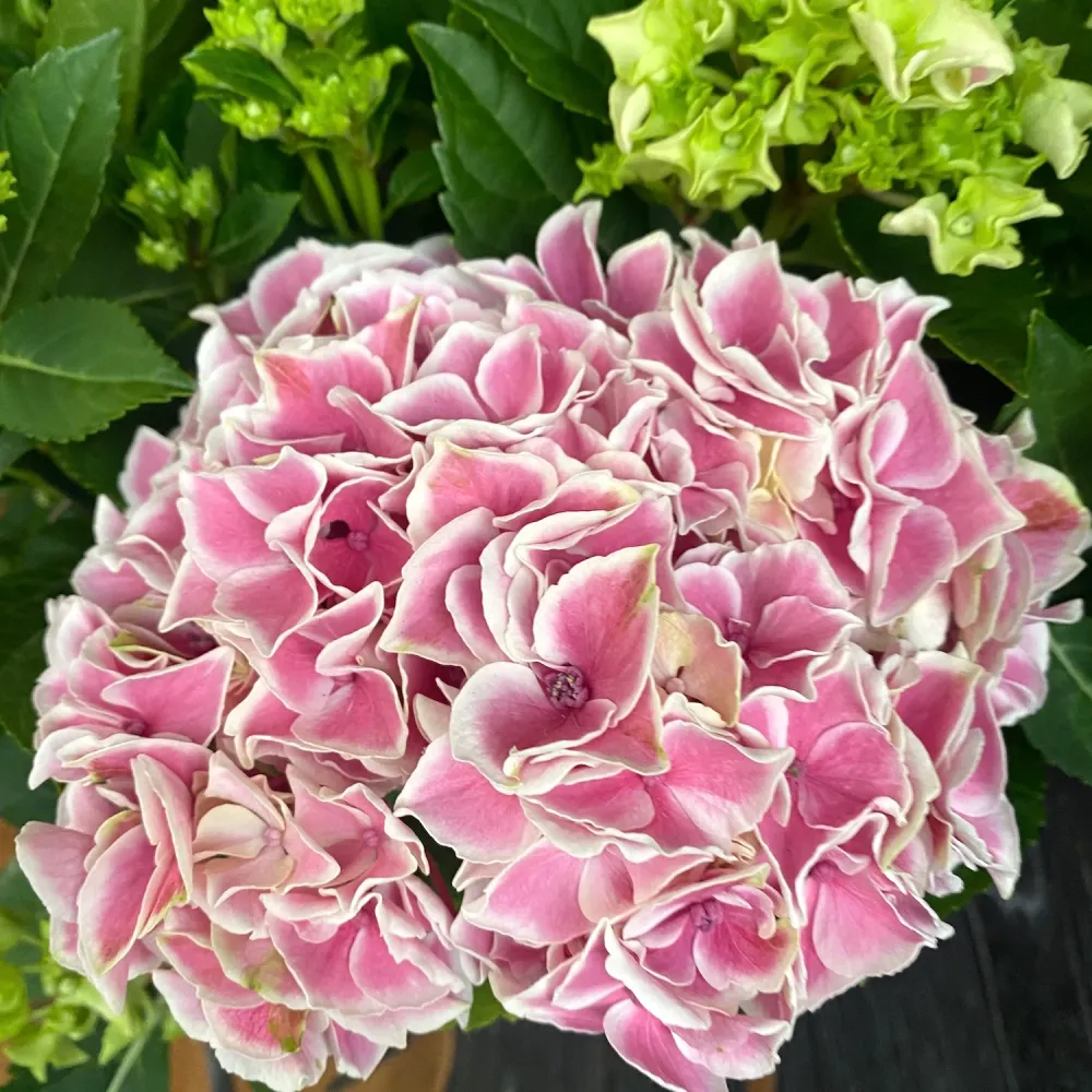 Hydrangea macrophylla 'Sunrise' (hortensie)