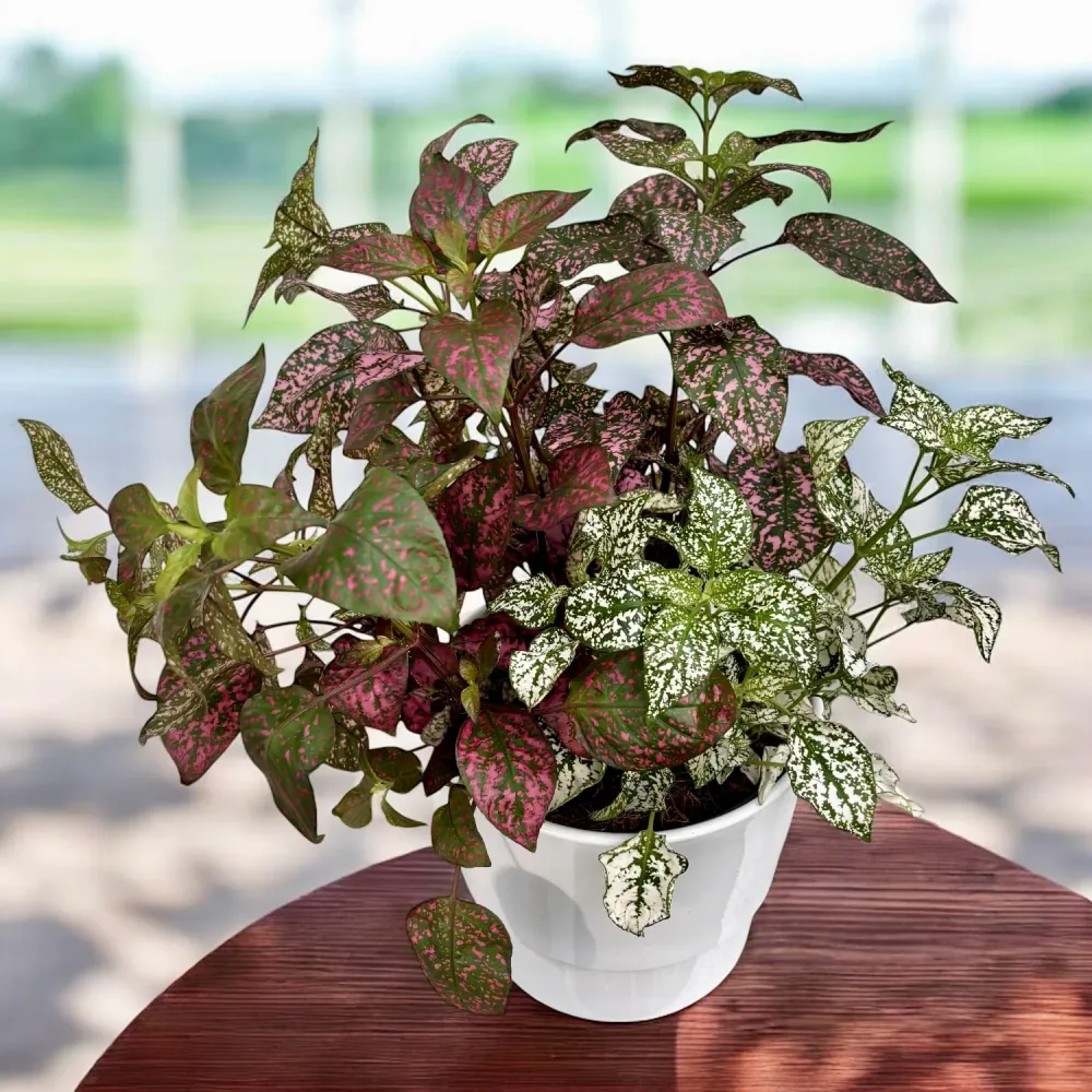 Hypoestes phyllostachya Confetti - 3 culori/ghiveci
