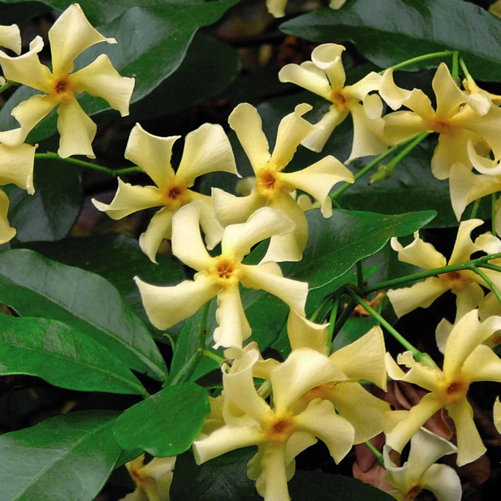 Iasomia stelara - Trachelospermum jasminoides 'Star Toscane' (d9cm)