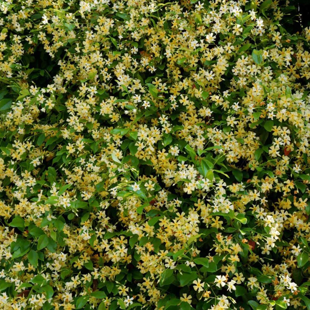 Iasomia stelara - Trachelospermum jasminoides 'Star Toscane' (d9cm)