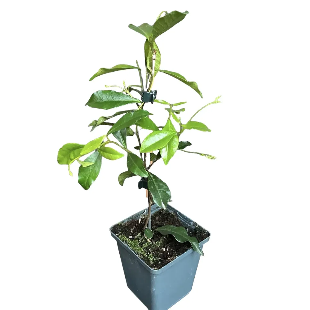 Iasomia stelara - Trachelospermum jasminoides 'Star Toscane' (d9cm)