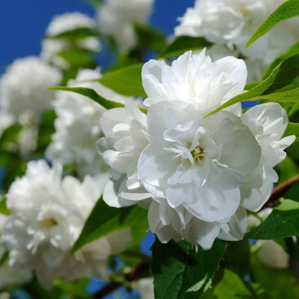 Iasomie dubla parfumata - Philadelphus 'Snowbelle' (Mock Orange)