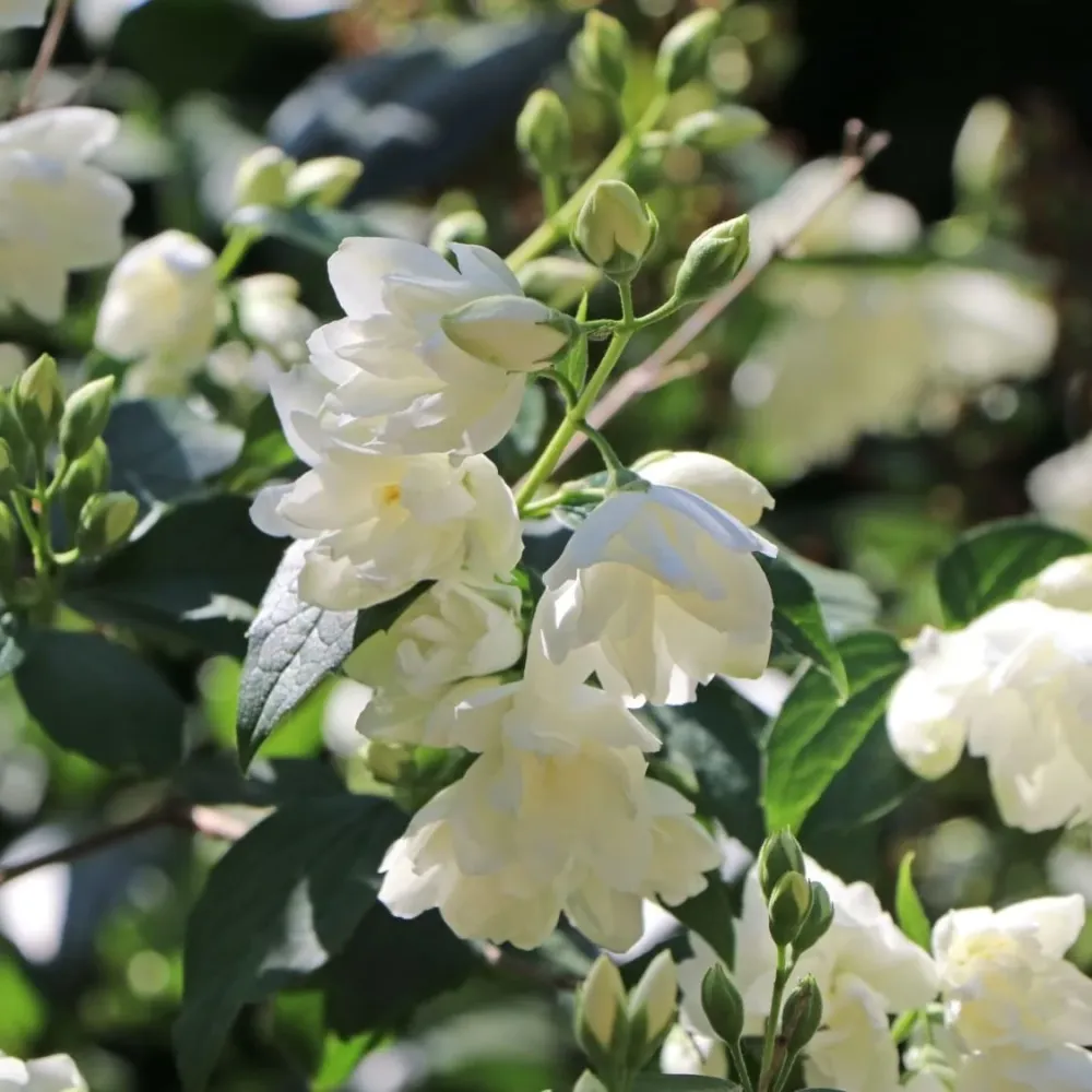Iasomie dubla parfumata - Philadelphus 'Snowbelle' (Mock Orange)