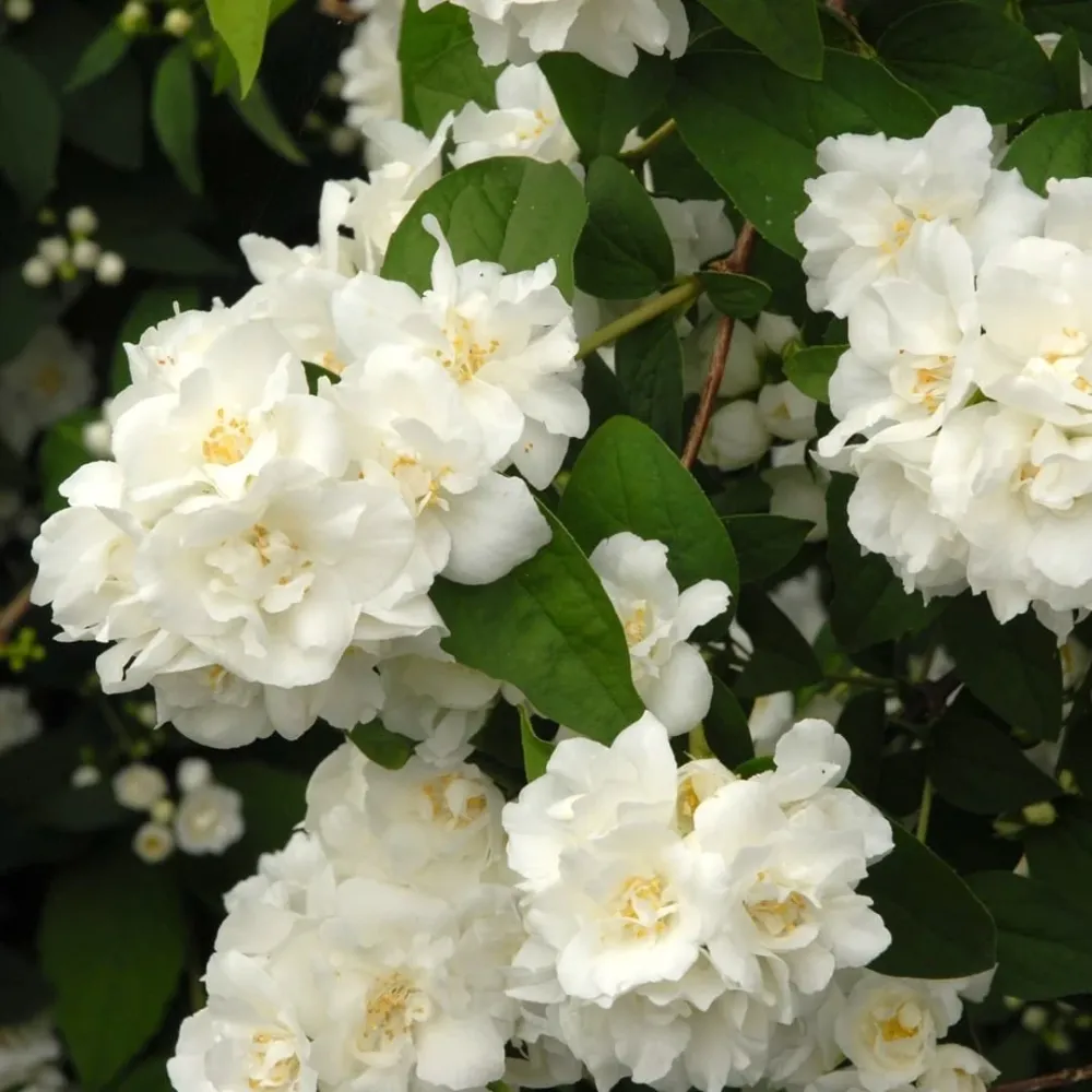 Iasomie parfumata, floare dubla - Philadelphus 'Virginal' (Mock Orange)