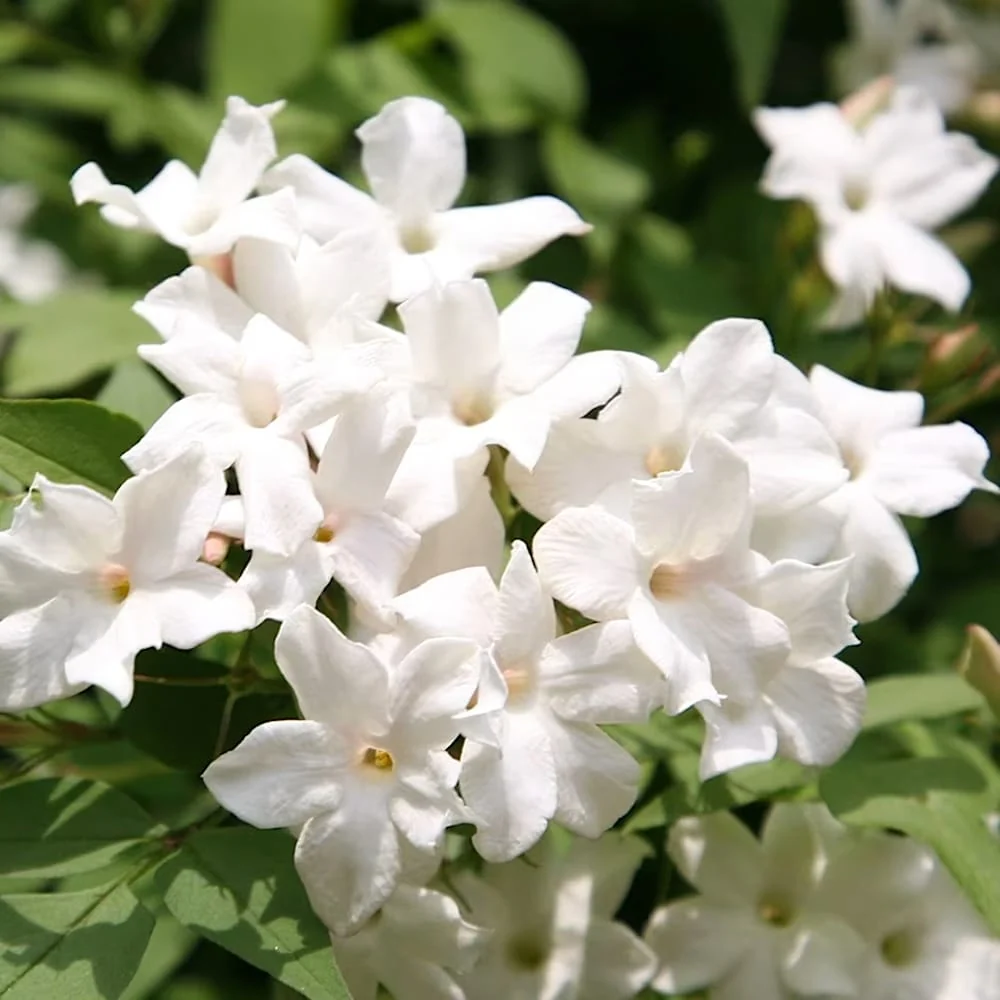 Iasomie parfumata cu frunze aurii - Jasminum officinale 'Fiona Sunrise'