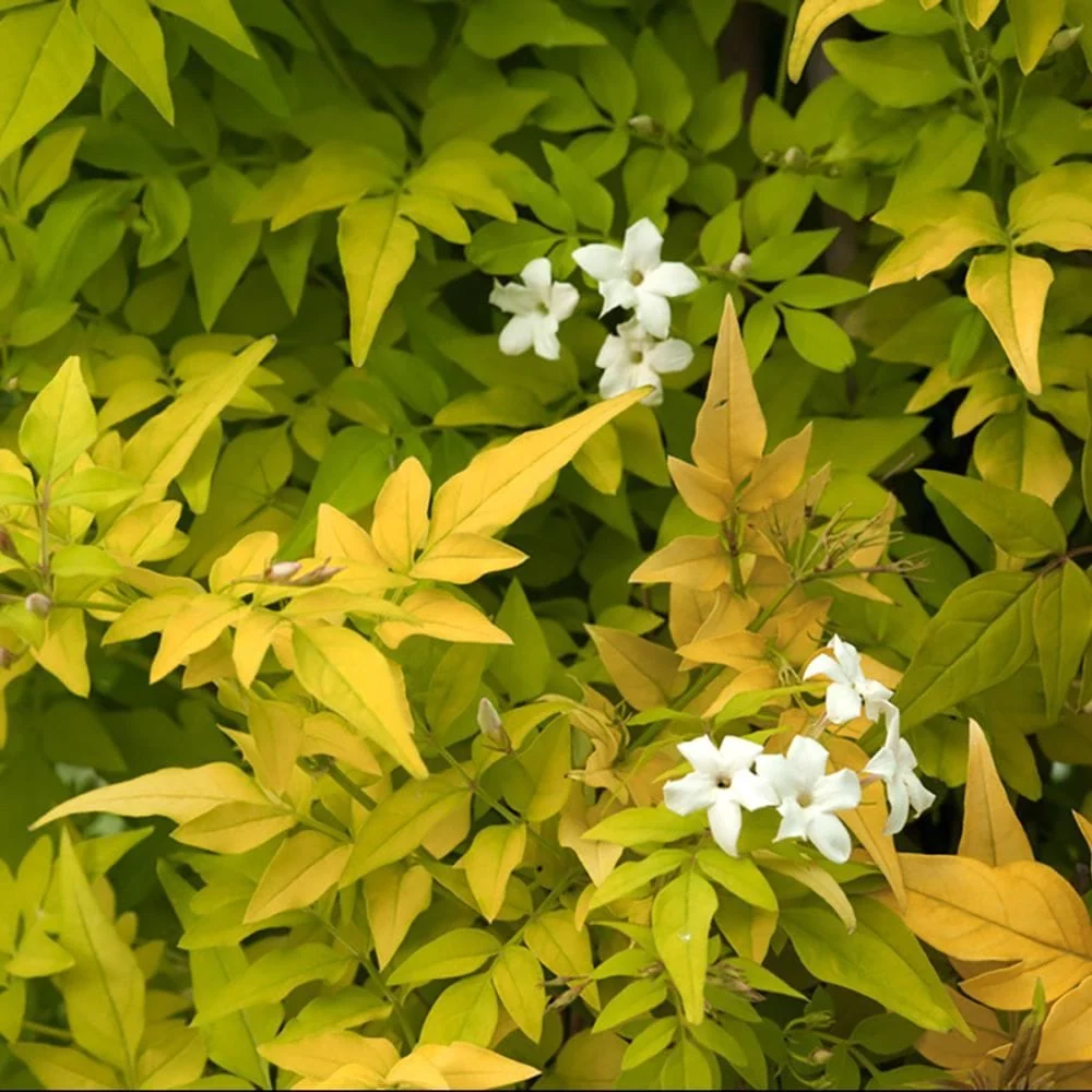 Iasomie parfumata cu frunze aurii - Jasminum officinale 'Fiona Sunrise'
