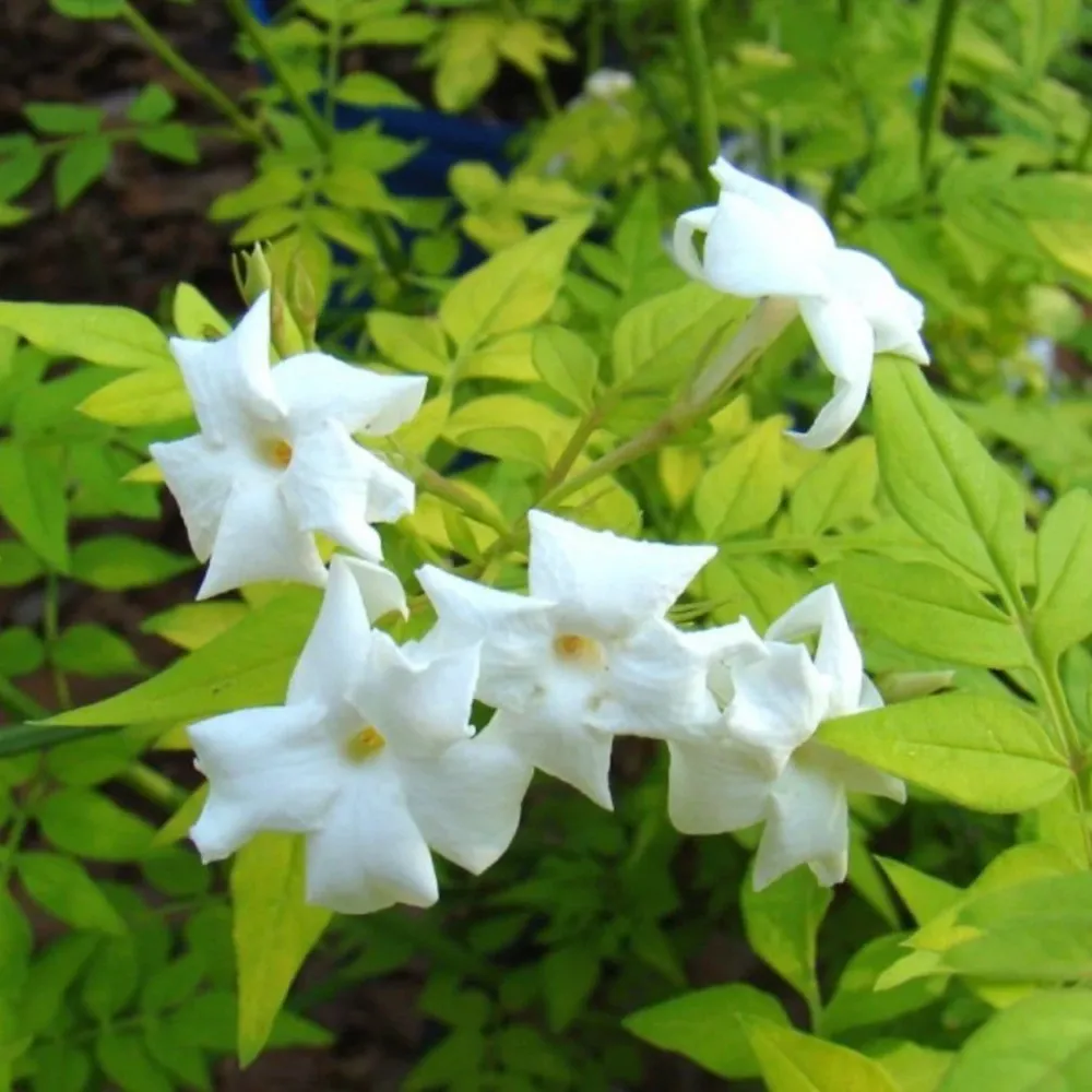 Iasomie parfumata cu frunze aurii - Jasminum officinale 'Fiona Sunrise'