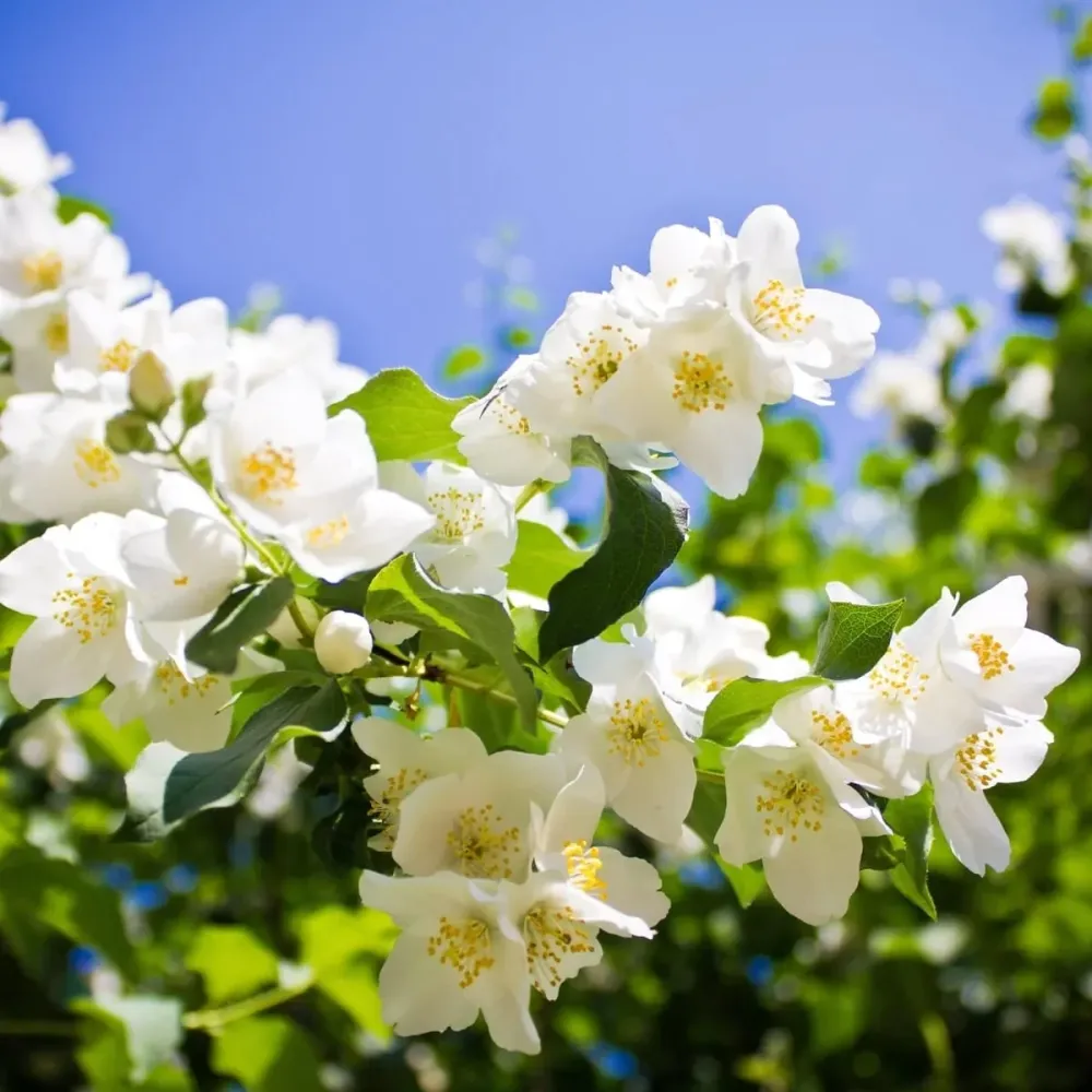 Iasomie parfumata - Philadelphus 'Lemoinei' (Mock Orange)