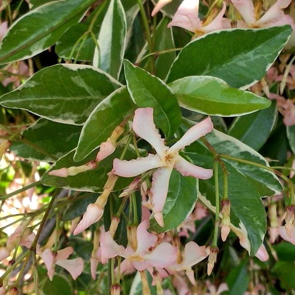 Iasomie stelara cu flori parfumate si frunze variegate - Trachelospermum asiaticum 'Star Milano'