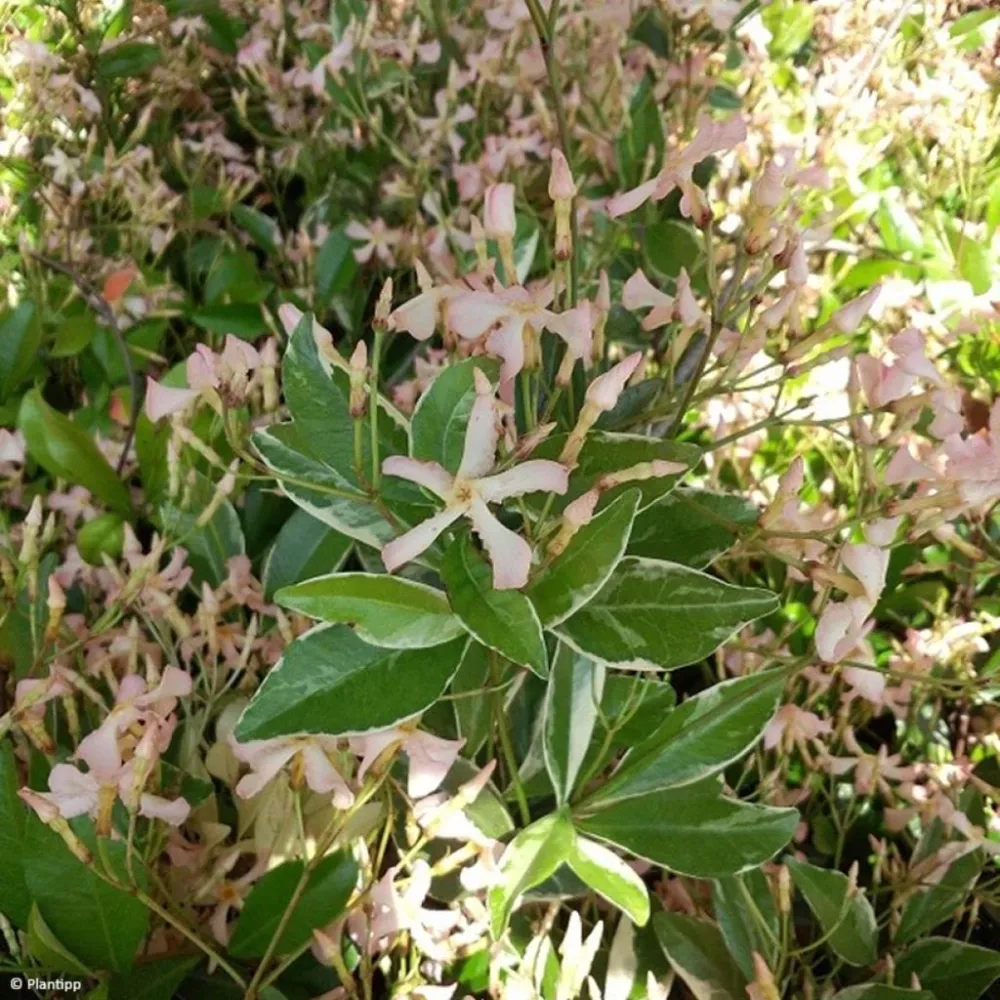 Iasomie stelara cu flori parfumate si frunze variegate - Trachelospermum asiaticum 'Star Milano'