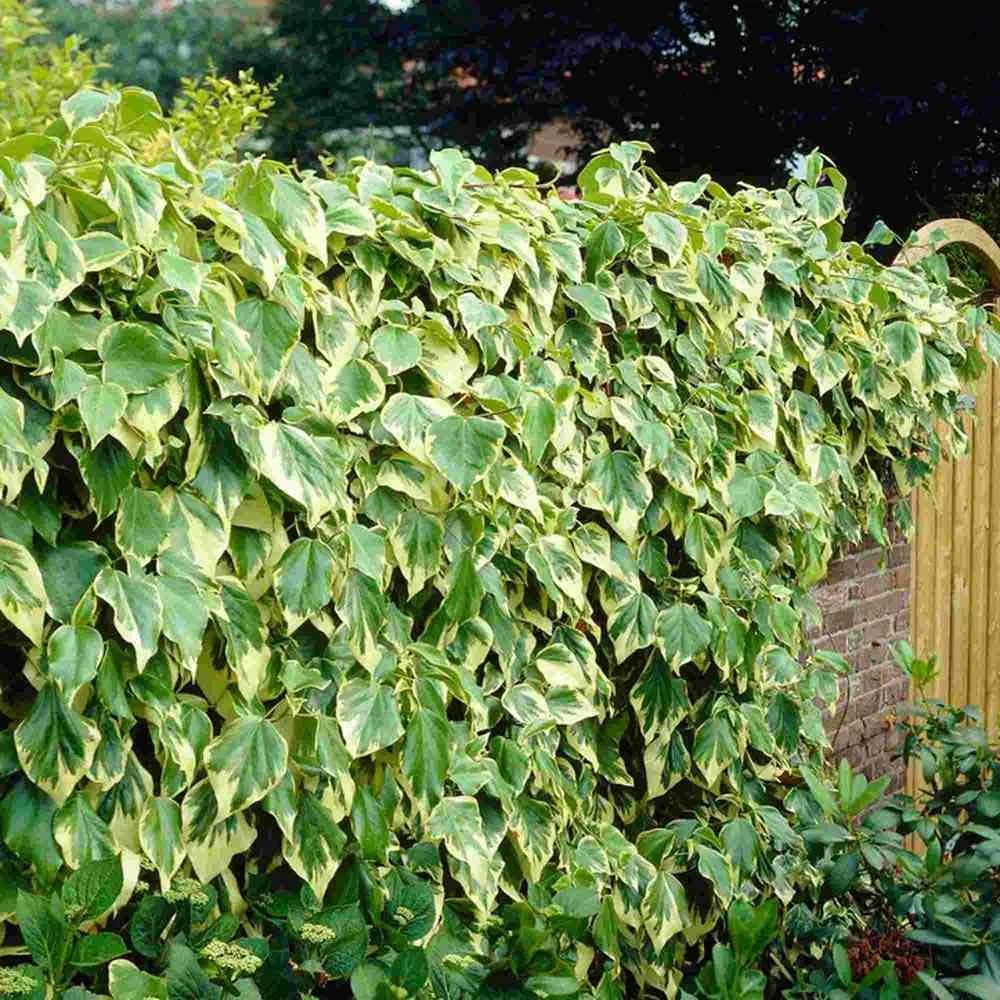 Iedera Colchica Dentata Variegata, cataratoare, cu frunze verzi-crem si flori galben-verzui, crestere rapida, vesnic verde...