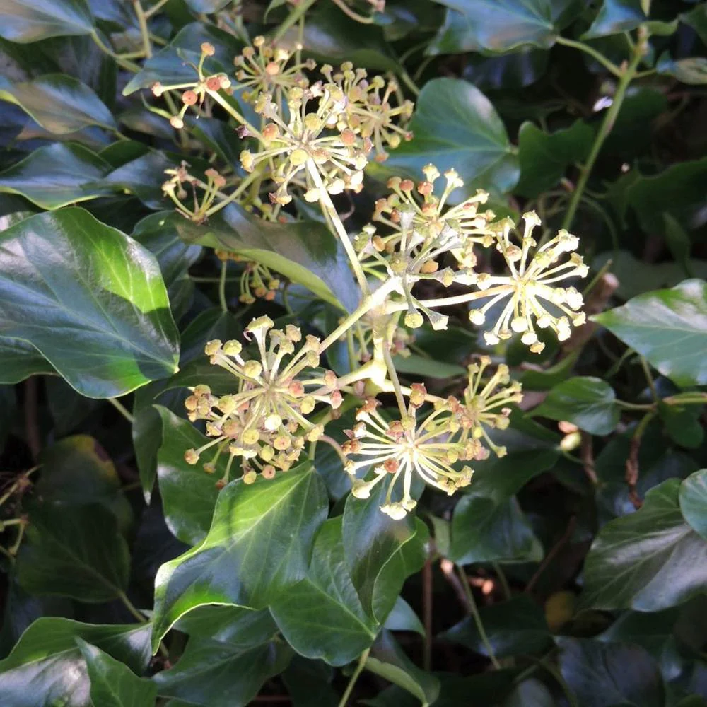 Iedera Colchica Dentata Variegata, cataratoare, cu frunze verzi-crem si flori galben-verzui, crestere rapida, vesnic verde...