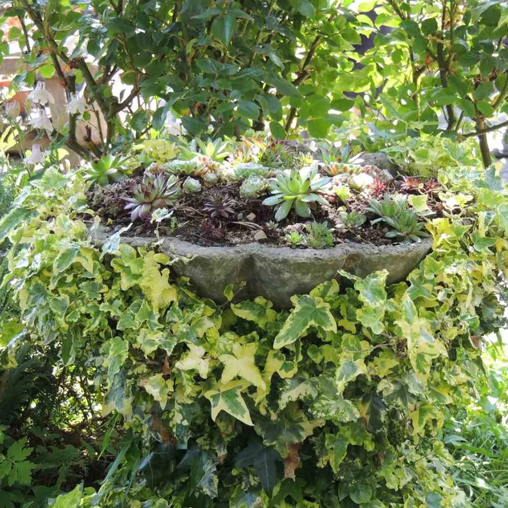 Iedera Colchica Dentata Variegata, cataratoare, cu frunze verzi-crem si flori galben-verzui, crestere rapida, vesnic verde...