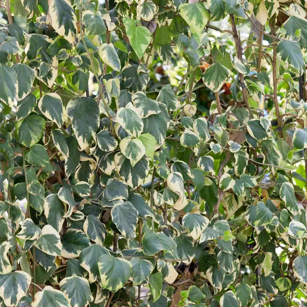 Iedera Colchica Dentata Variegata, cataratoare, cu frunze verzi-crem si flori galben-verzui, crestere rapida, vesnic verde...