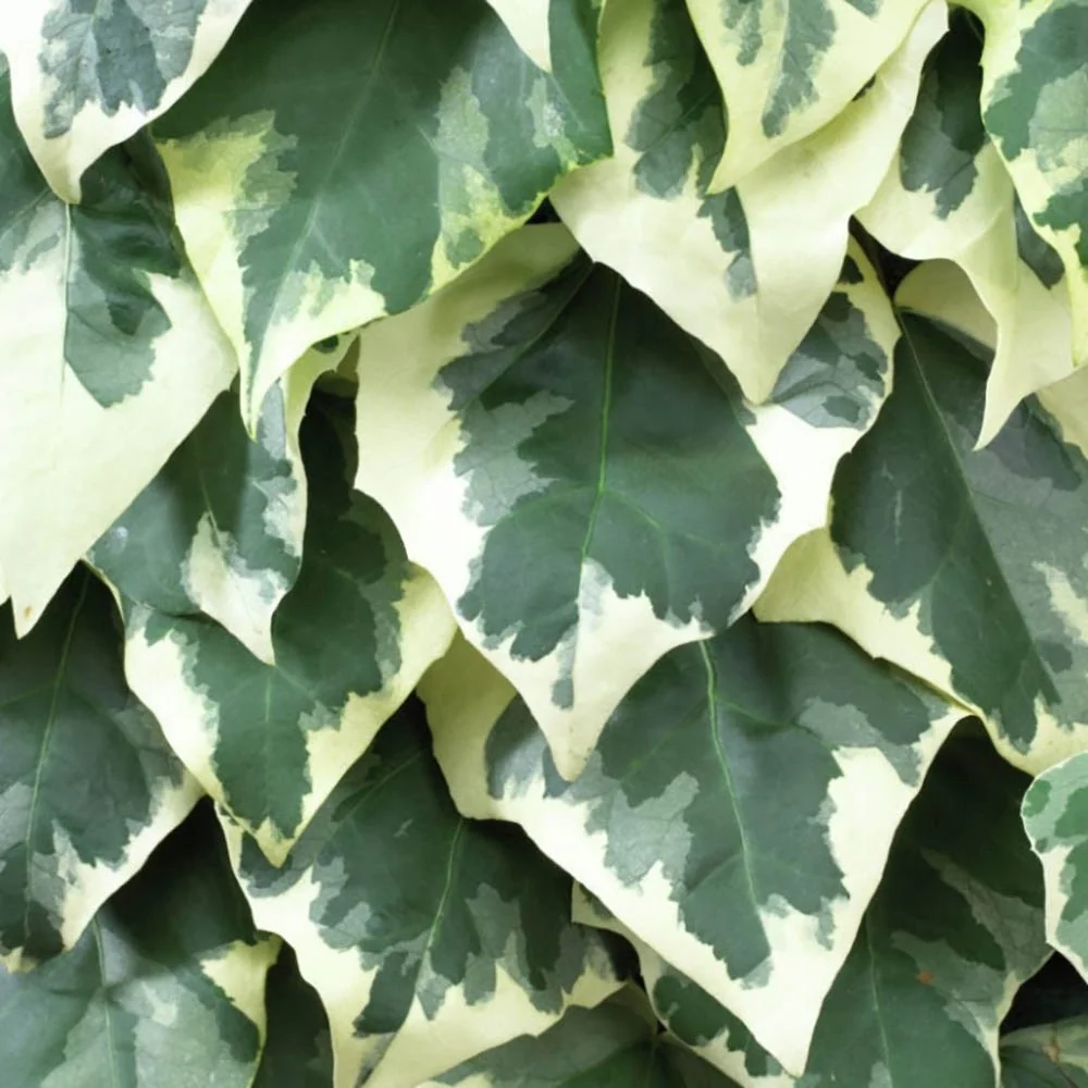 Iedera Colchica Dentata Variegata, cataratoare, cu frunze verzi-crem si flori galben-verzui, crestere rapida, vesnic verde...