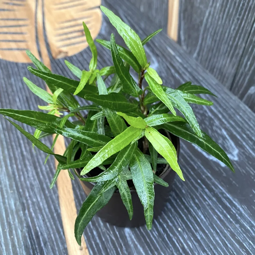 Iedera - Hedera 'Evergreen'