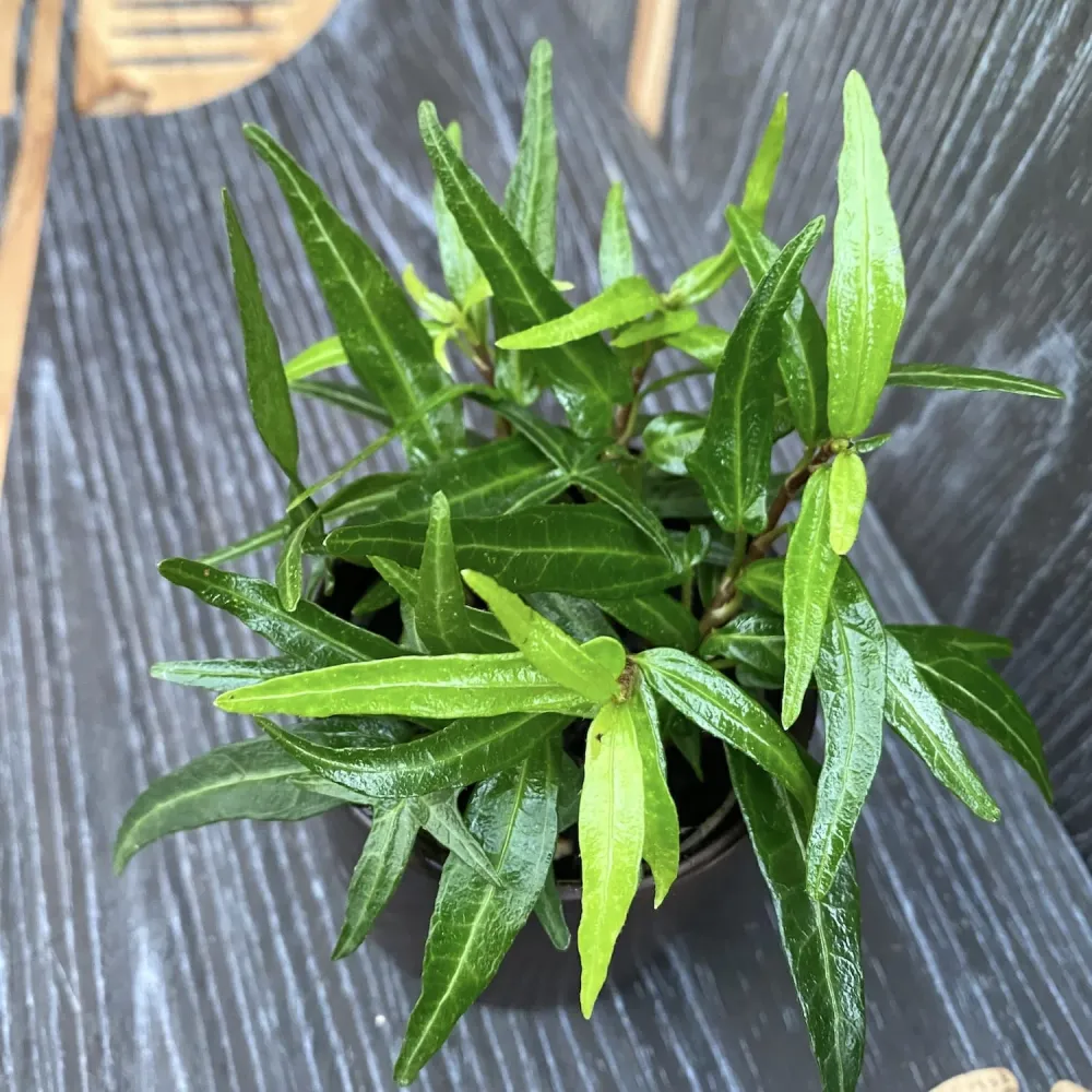 Iedera - Hedera 'Evergreen'