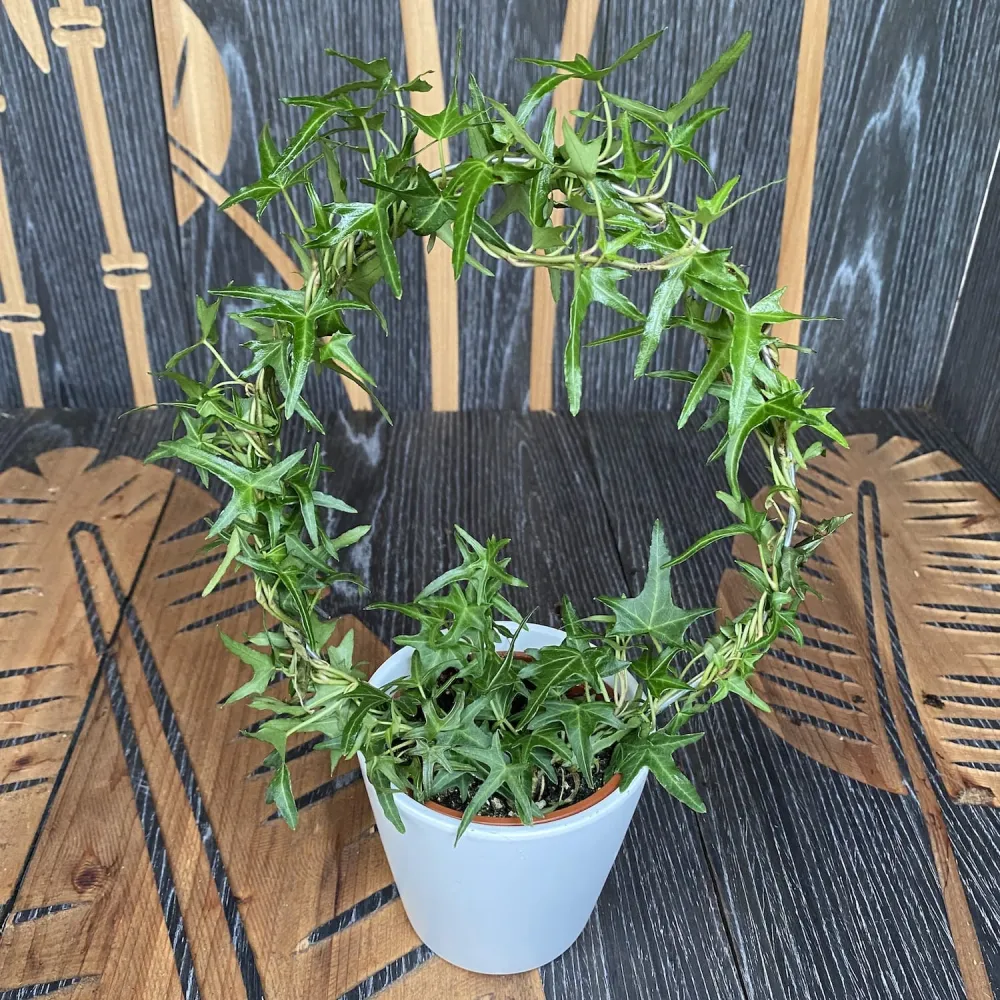 Iedera - Hedera helix (arcada)