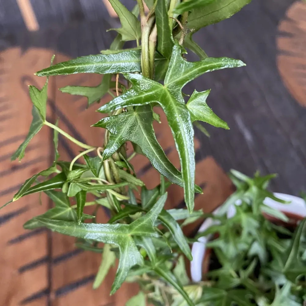 Iedera - Hedera helix (arcada)