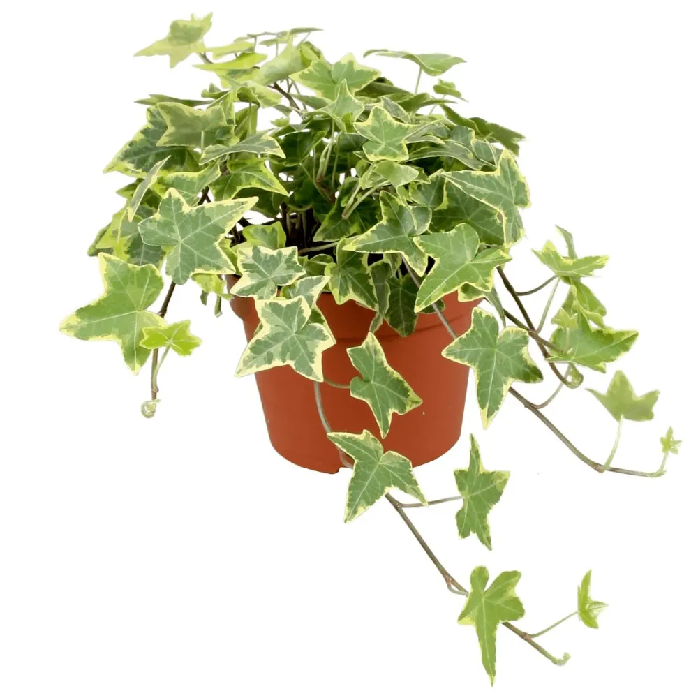 Iedera - Hedera helix 'Goldchild' (4 plante/ghiveci)