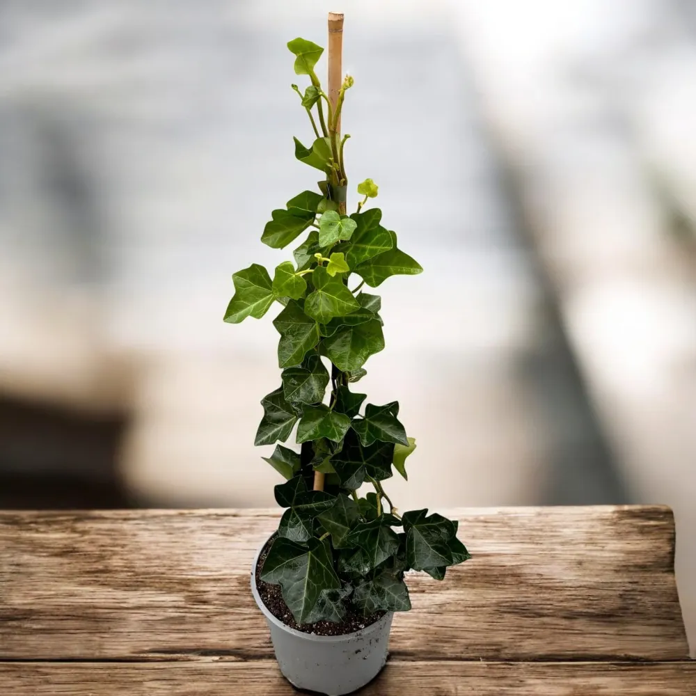 Iedera - Hedera helix 'Hibernica' 2 plante/ghiveci