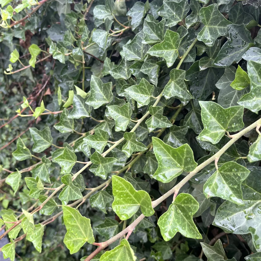 Iedera - Hedera helix 'Hibernica' 2 plante/ghiveci