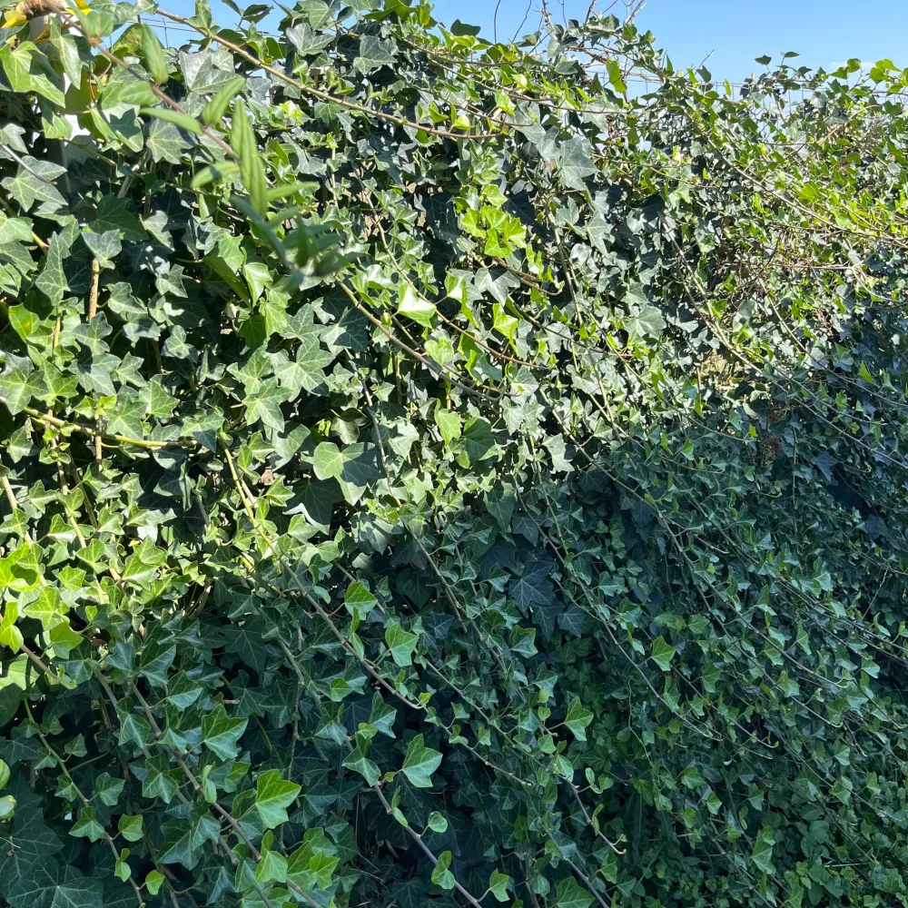 Iedera - Hedera helix 'Hibernica' 2 plante/ghiveci