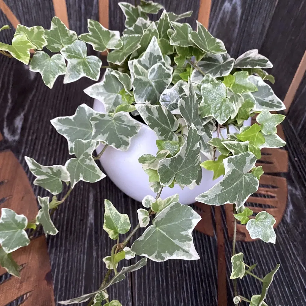 Iedera - Hedera helix 'Ingelise' (3-4 plante/ghiveci)