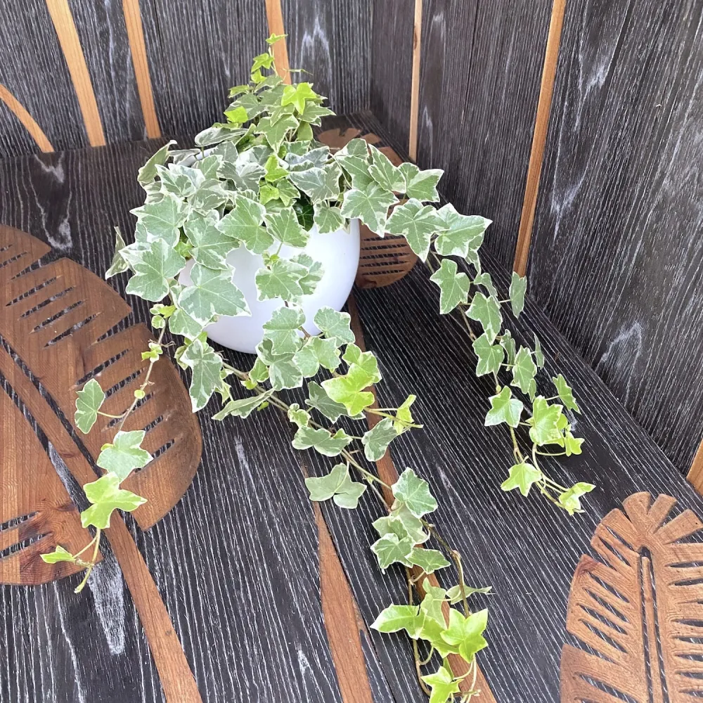 Iedera - Hedera helix 'Ingelise' (3-4 plante/ghiveci)