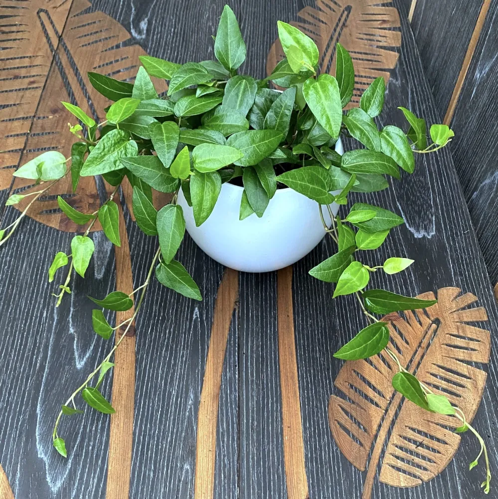Iedera - Hedera helix 'Mein Herz'