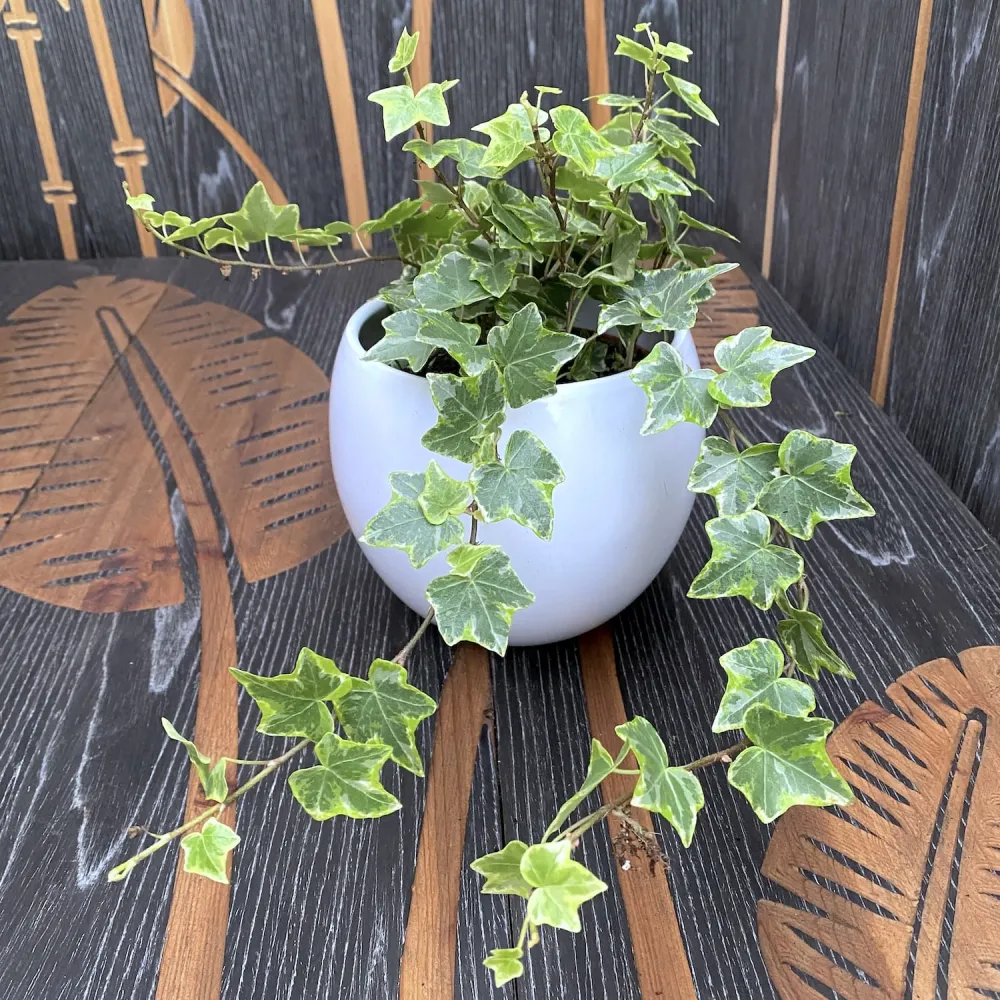 Iedera - Hedera helix 'Mint Kolibri'