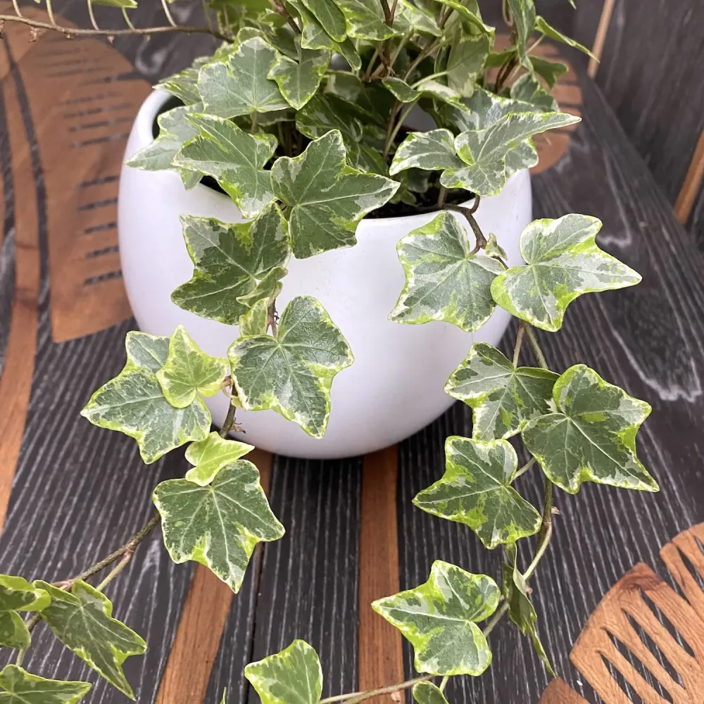 Iedera - Hedera helix 'Mint Kolibri'