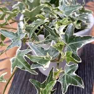 Iedera - Hedera helix 'Sagittifolia Variegata' (iedera)