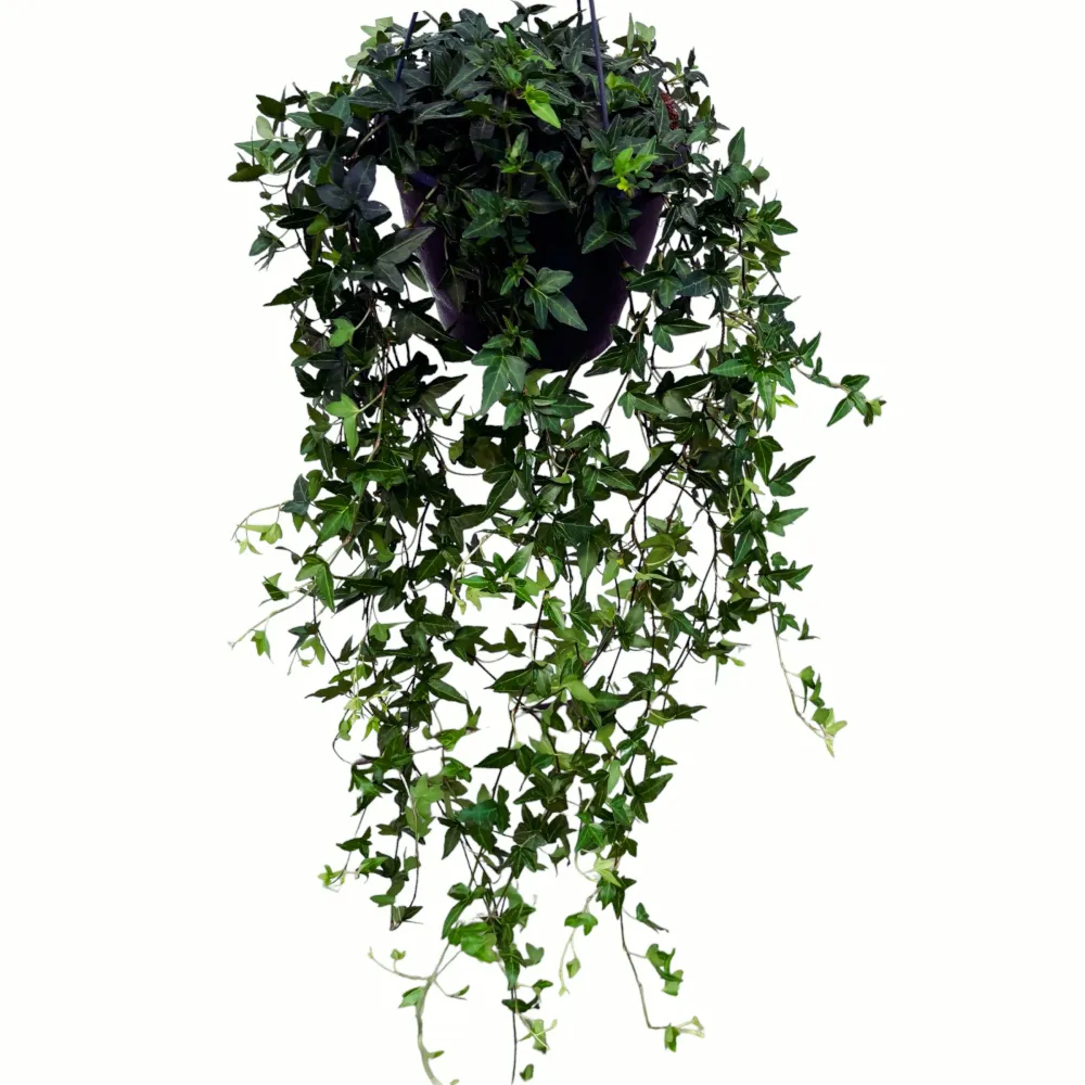 Iedera - Hedera helix 'Shamrock' (exemplare XL)