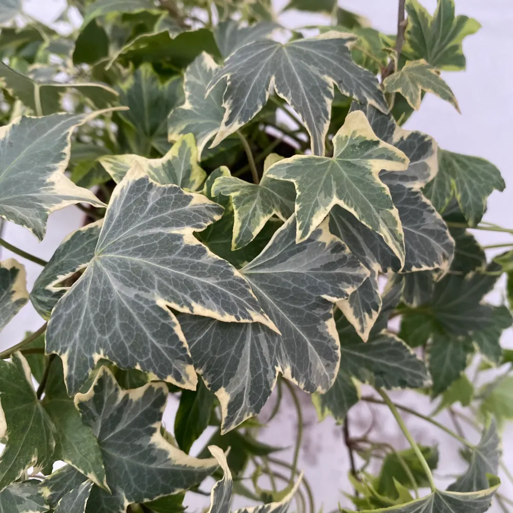 Iedera - Hedera helix 'White Ripple'