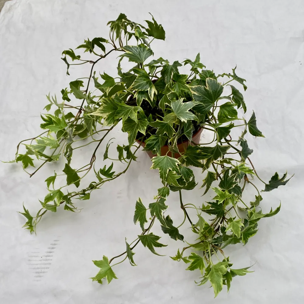 Iedera - Hedera helix 'White Ripple'