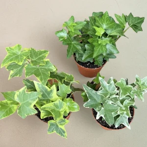 Iedera - Hedera mix D8