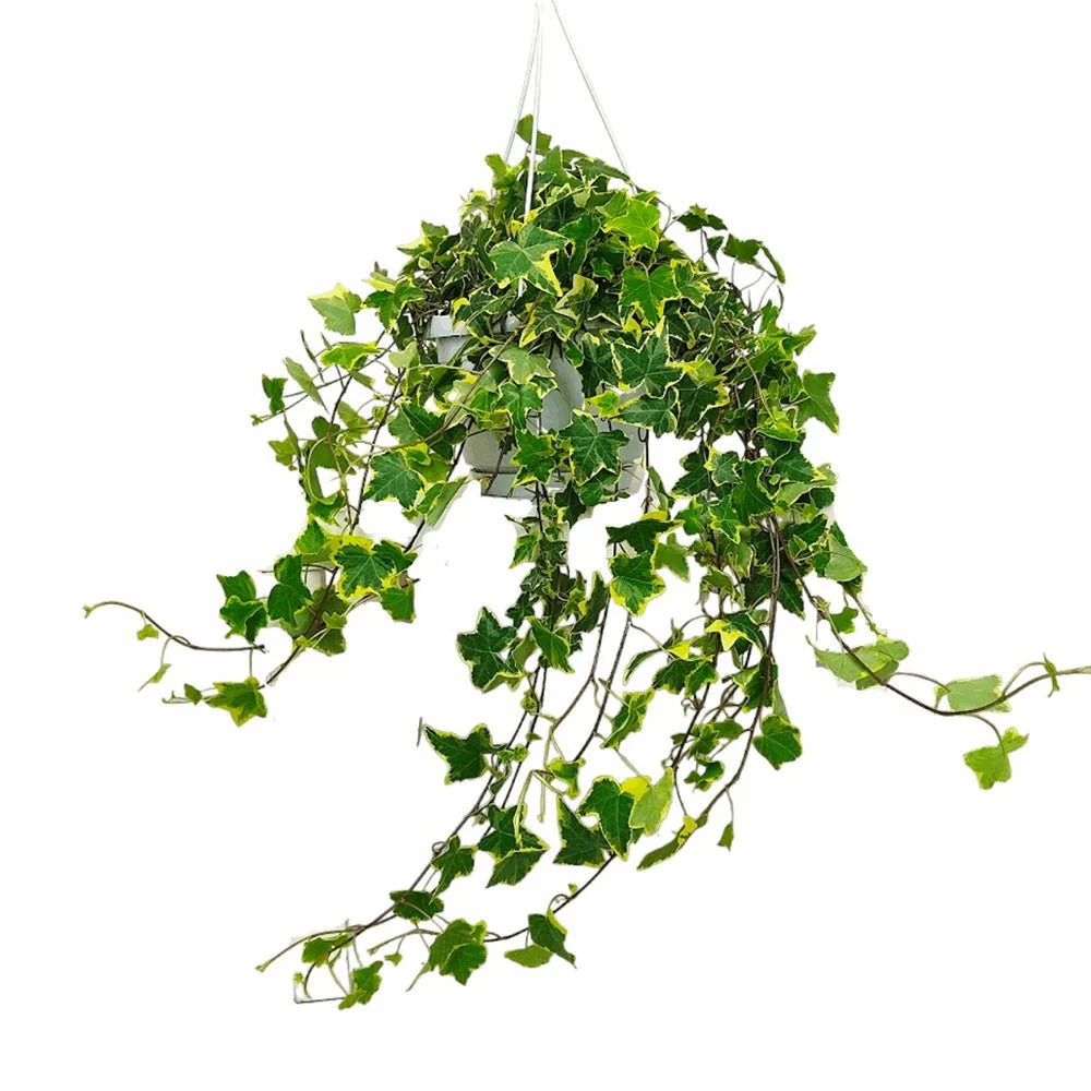 Iedera Variegata Goldchild (Hanger) - 50 cm