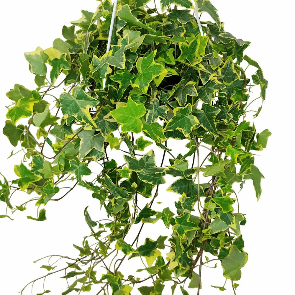 Iedera Variegata Goldchild (Hanger) - 50 cm