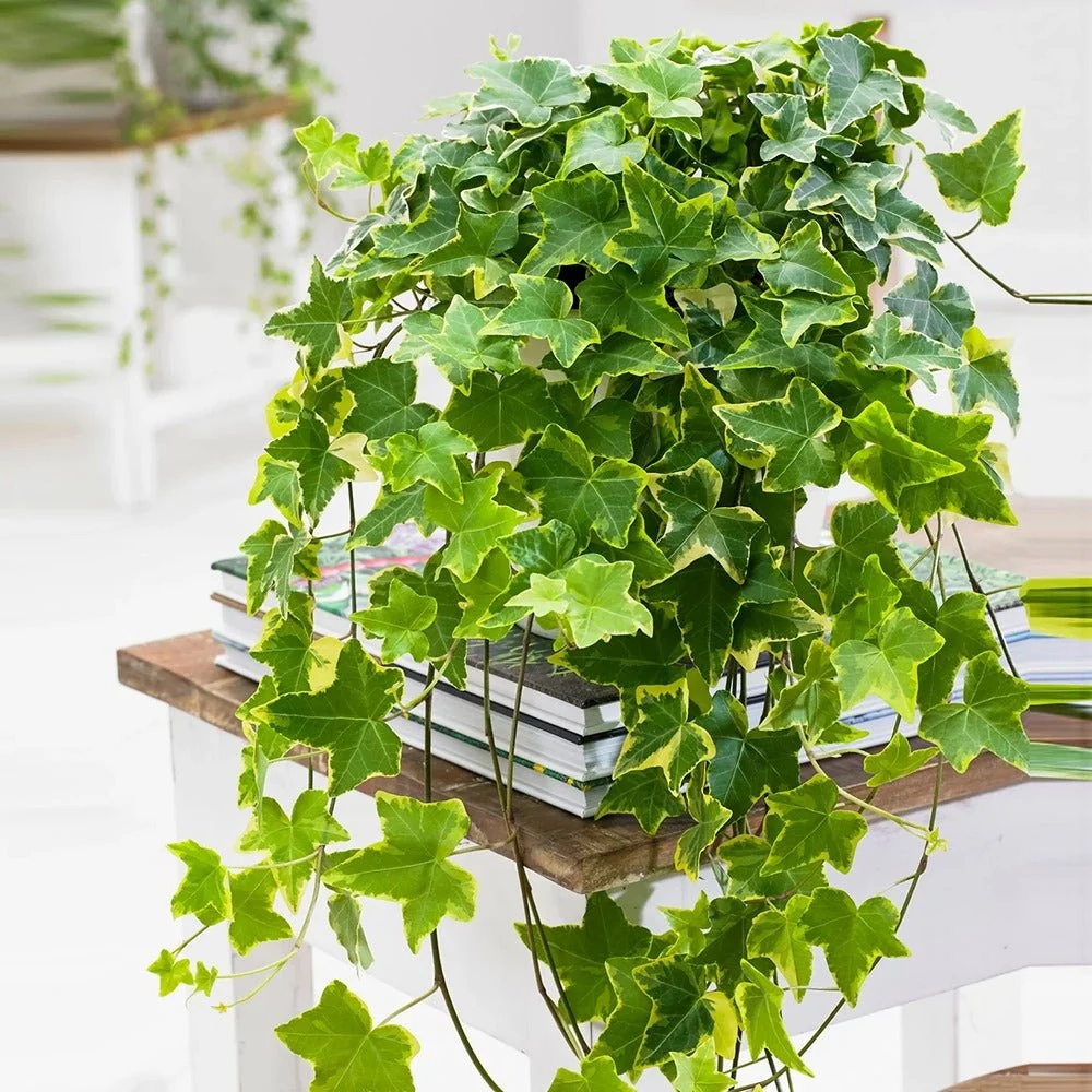 Iedera Variegata Goldchild (Hanger) - 50 cm