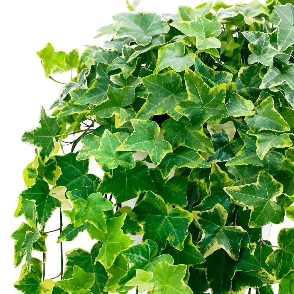 Iedera Variegata Goldchild (Hanger) - 50 cm